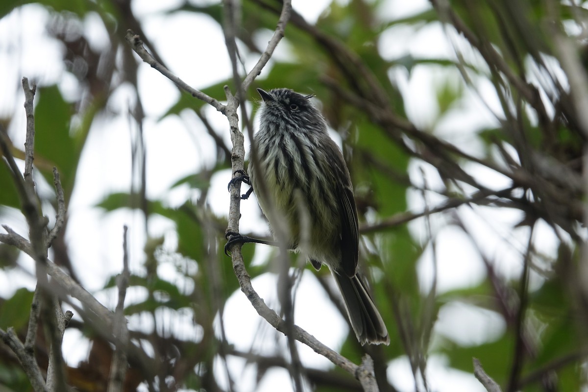 Tufted Tit-Tyrant - ML640419103