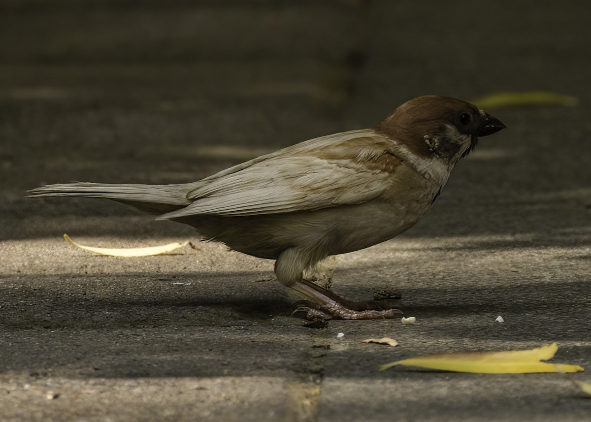 Хээрийн бор шувуу - ML640419141