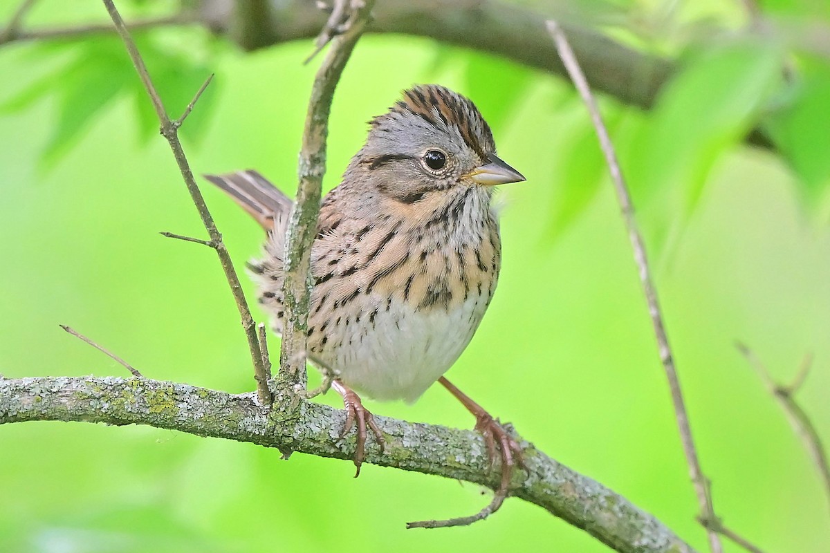 Lincoln's Sparrow - ML640419169