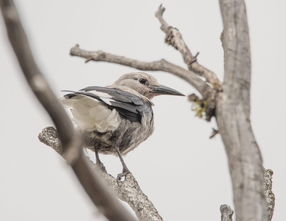 Clark's Nutcracker - ML640419170