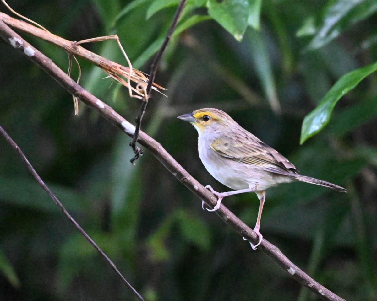 Желтощёкая овсянка-барсучок - ML640419172