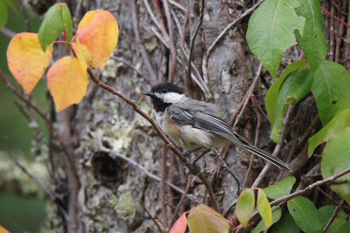 Black-capped Chickadee - ML640419174