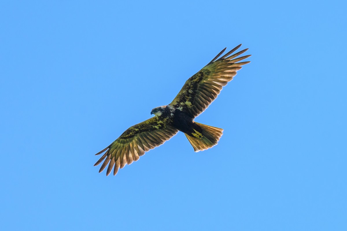 Western Marsh Harrier - ML640419178