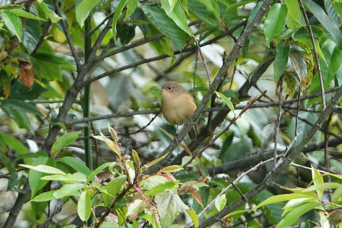 Southern House Wren - ML640419182