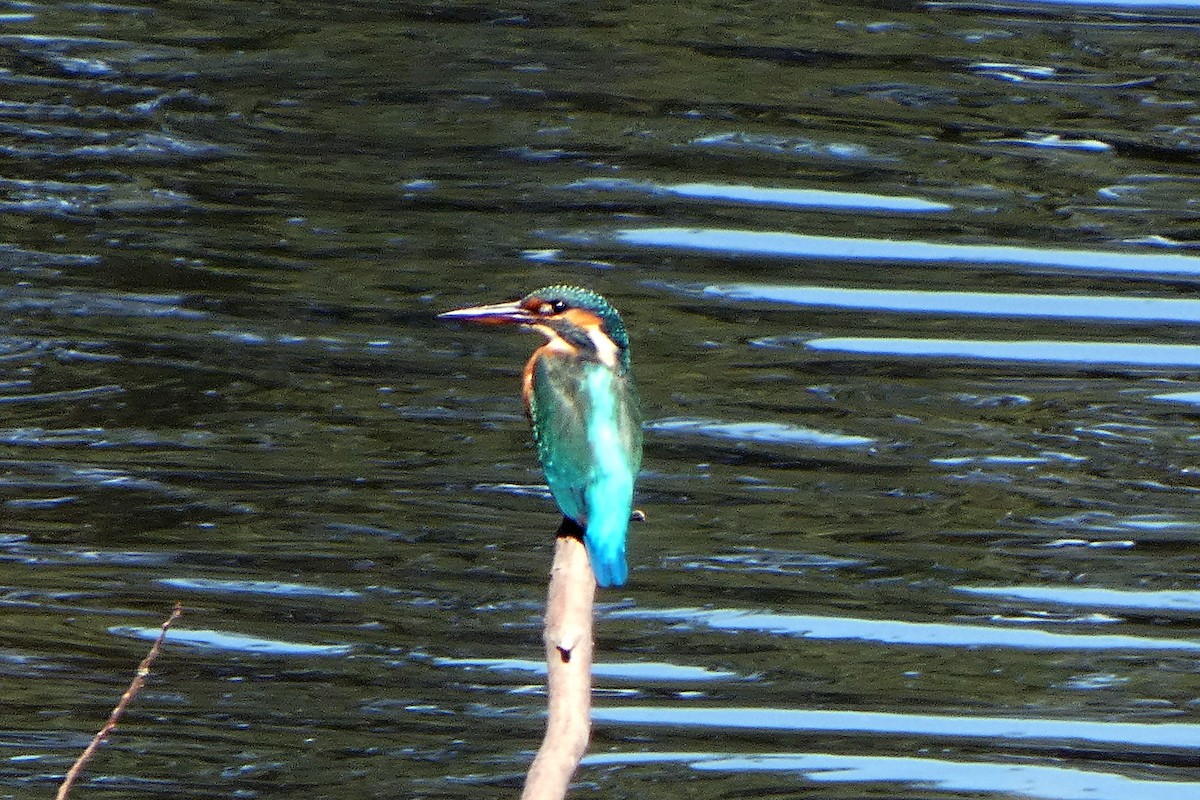 Номин шогшир - ML640419183