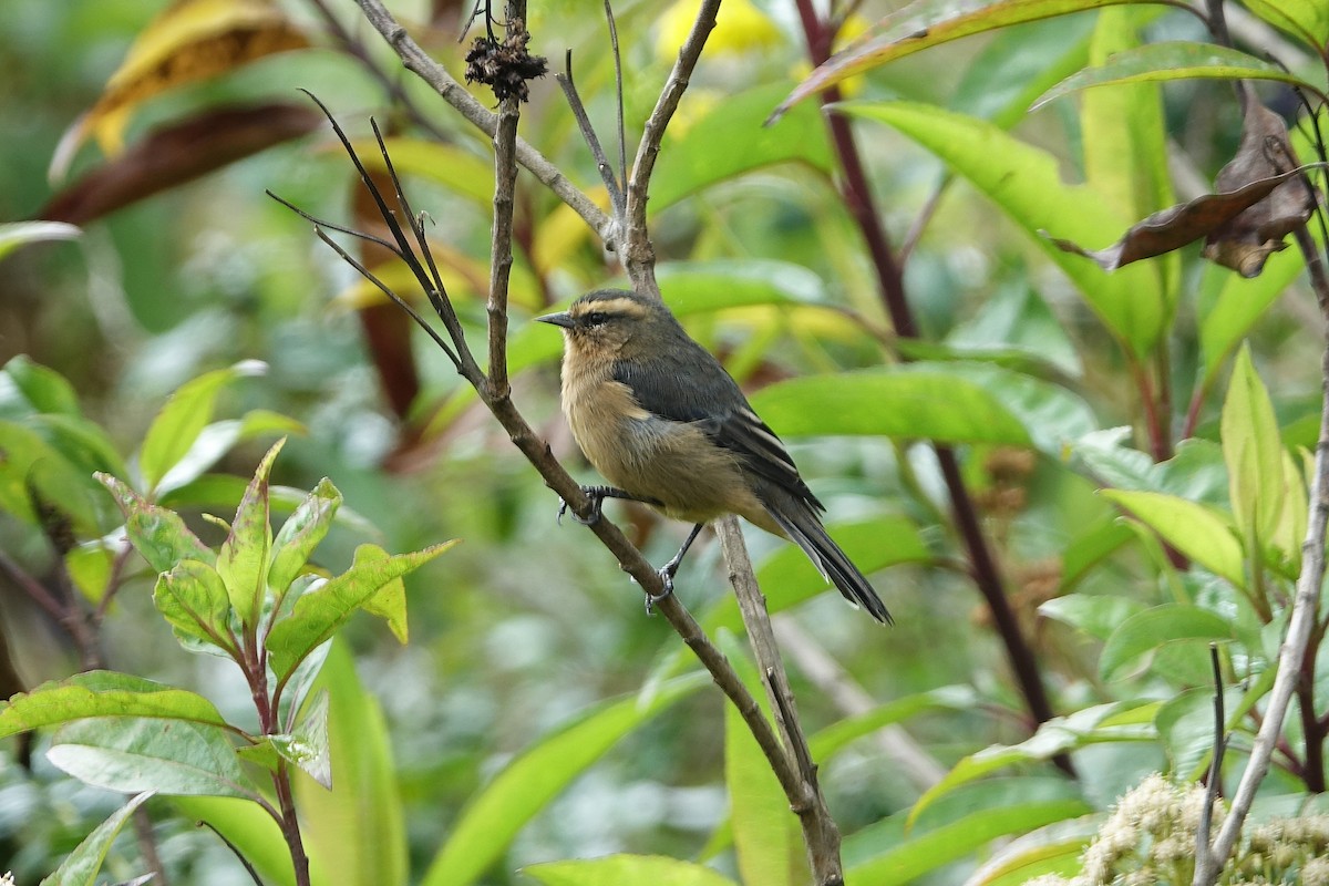 Cinereous Conebill - ML640419187