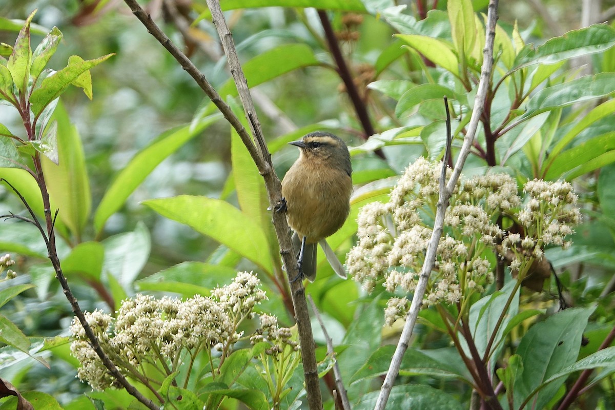 Cinereous Conebill - ML640419188