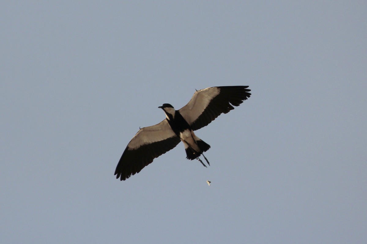 Spur-winged Lapwing - ML640419191