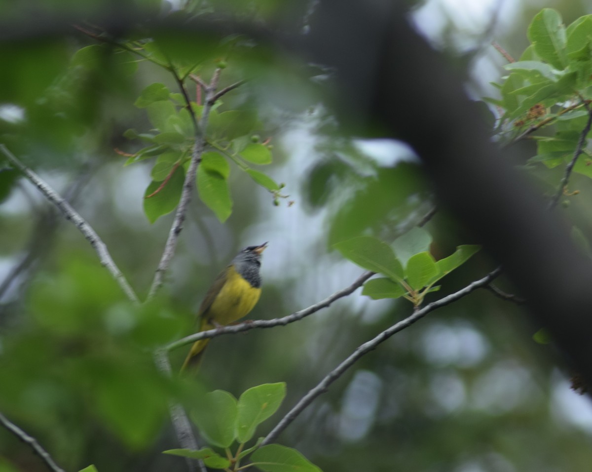 MacGillivray's Warbler - ML640419255