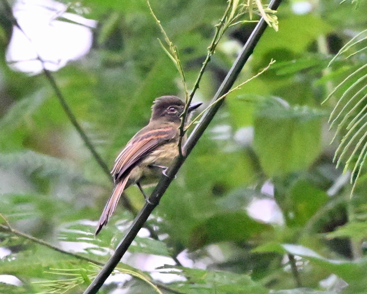 Dusky-tailed Flatbill - ML640419329