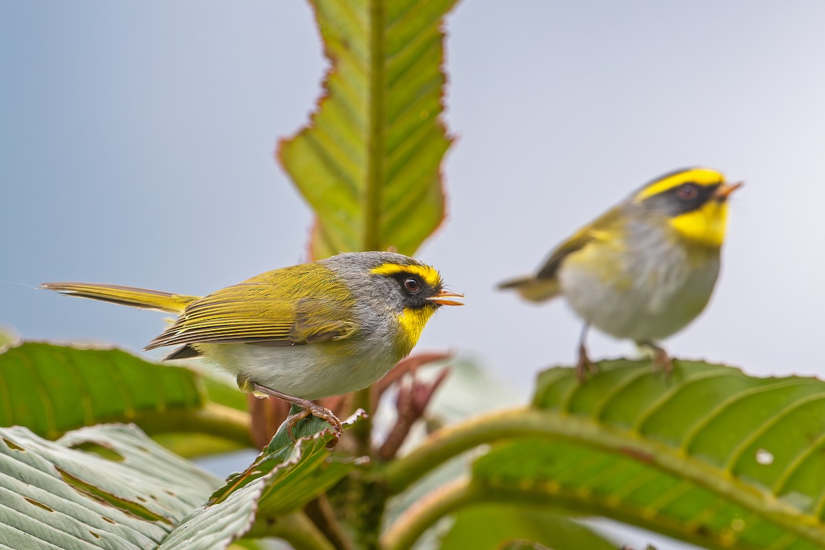 Black-faced Warbler - ML640419339