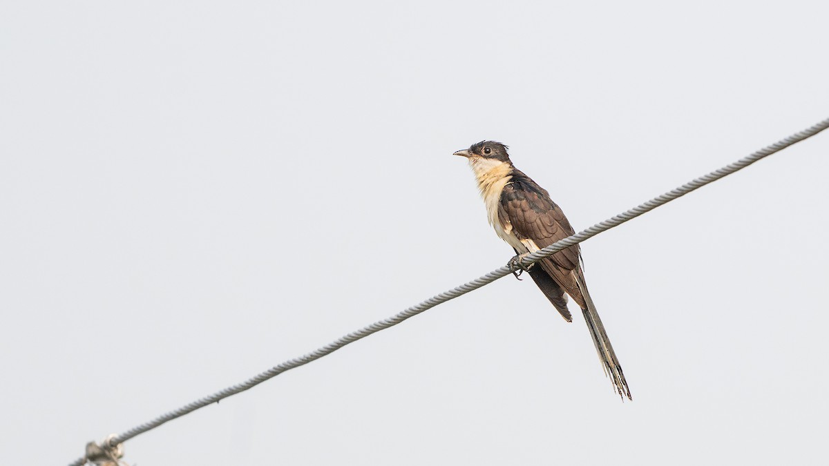 Pied Cuckoo - ML640419382