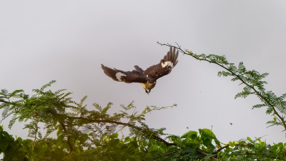 Pied Cuckoo - ML640419383