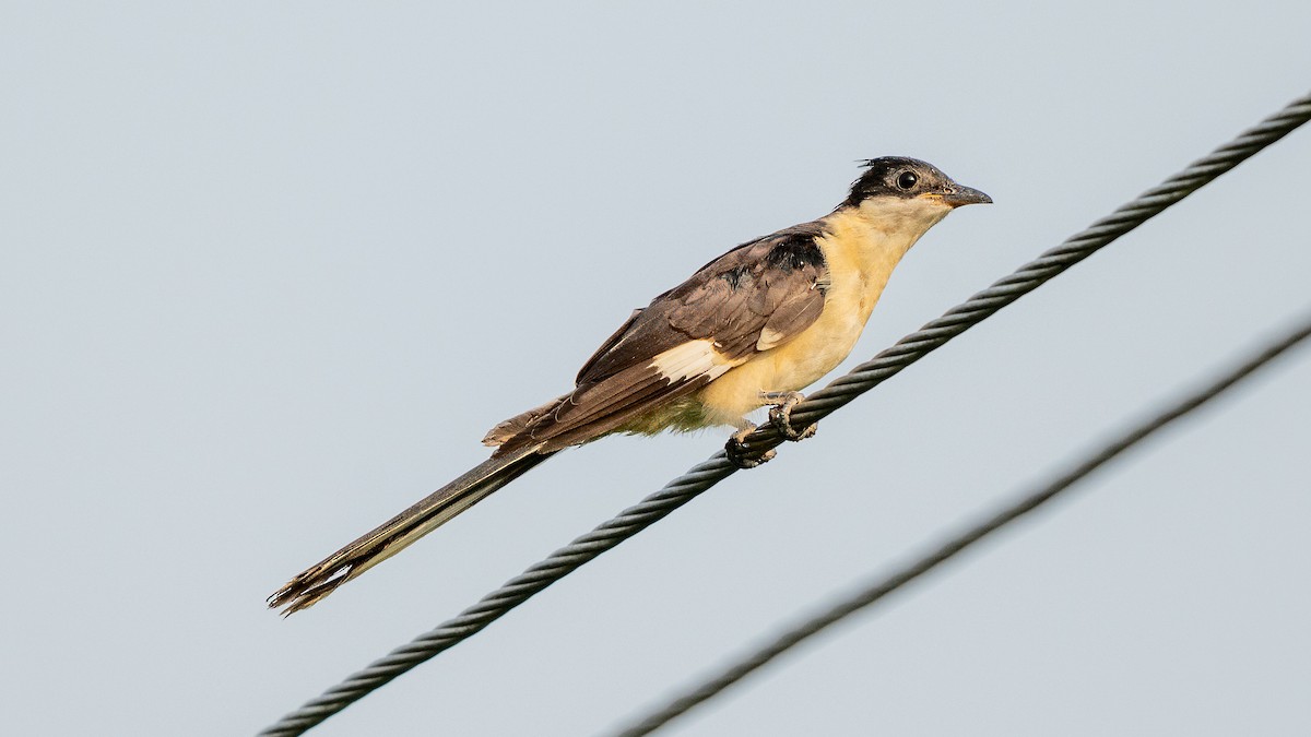 Pied Cuckoo - ML640419385