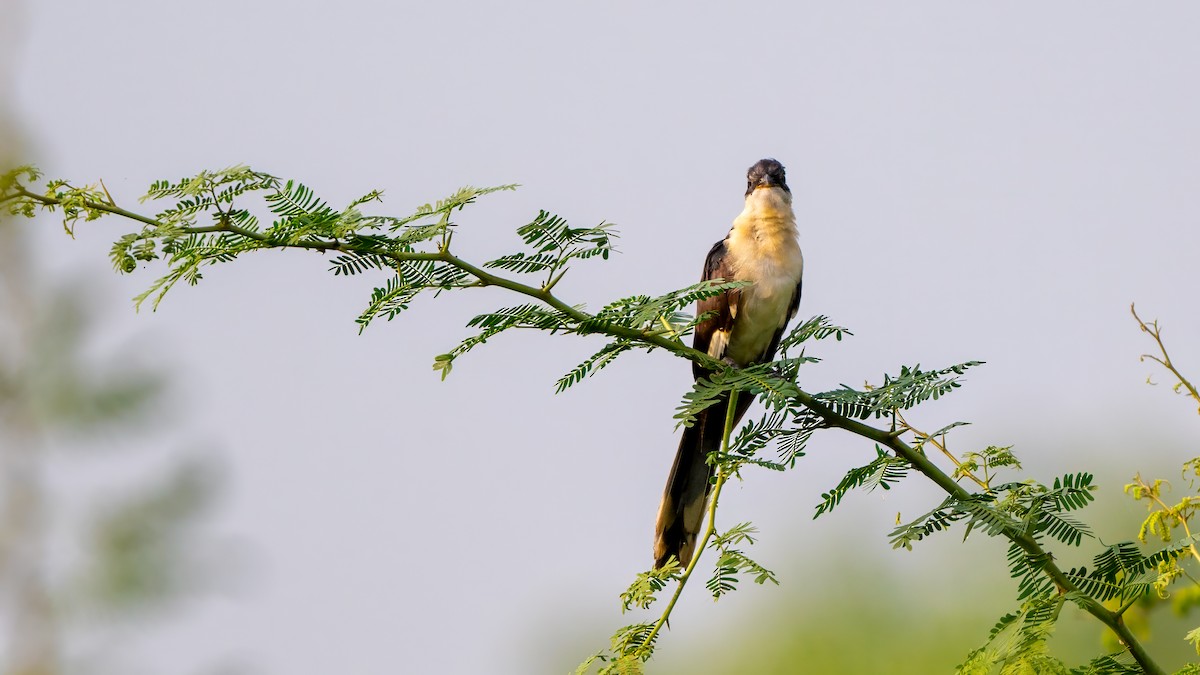 Pied Cuckoo - ML640419387
