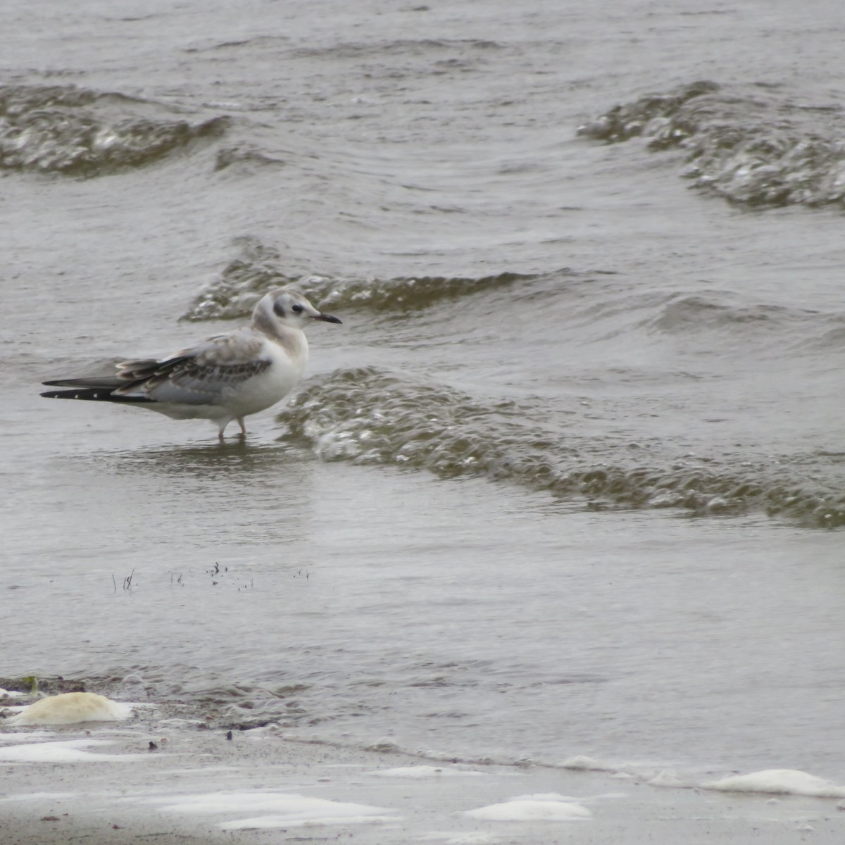 Bonaparte's Gull - ML640419407