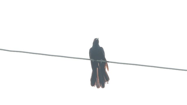 Asian Koel - ML640419410