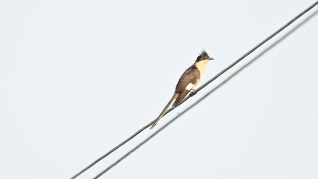 Pied Cuckoo - ML640419414