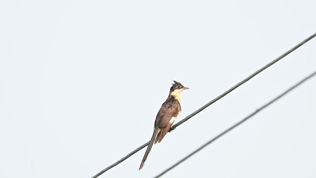 Pied Cuckoo - ML640419420