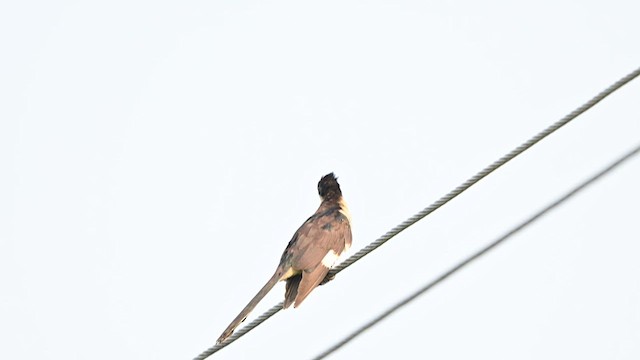 Pied Cuckoo - ML640419429