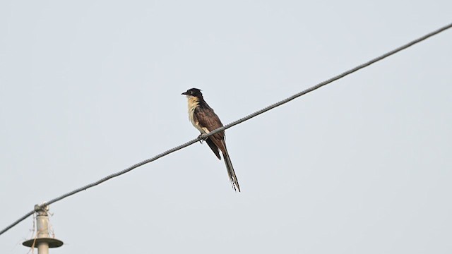 Pied Cuckoo - ML640419439