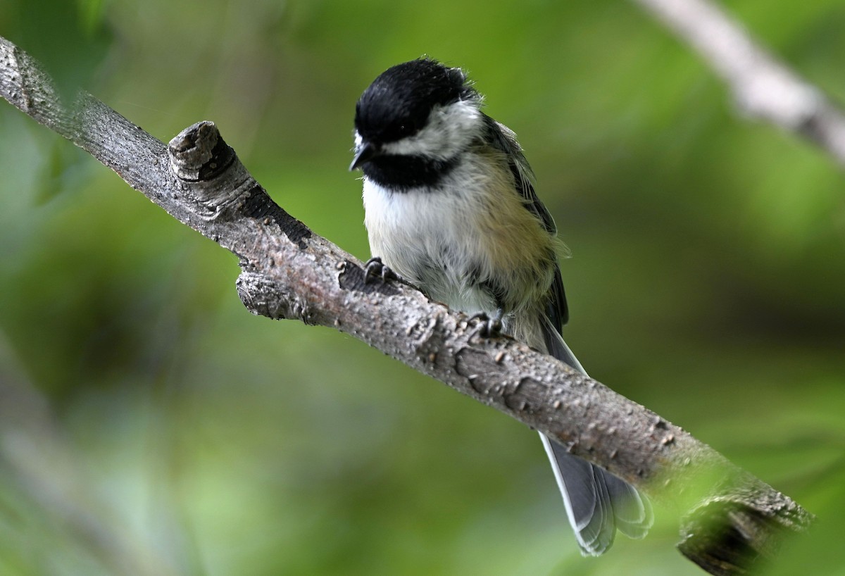 Black-capped Chickadee - ML640419528