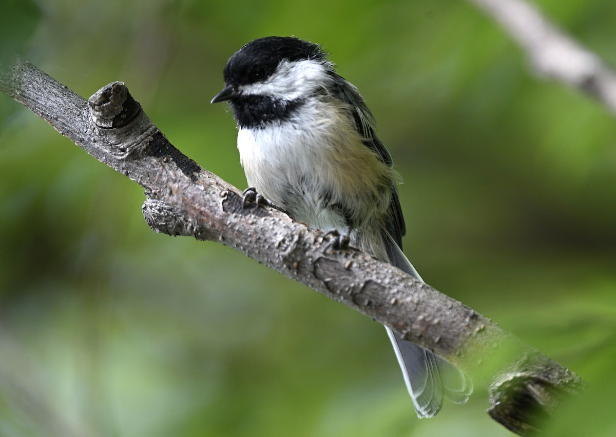 Black-capped Chickadee - ML640419529