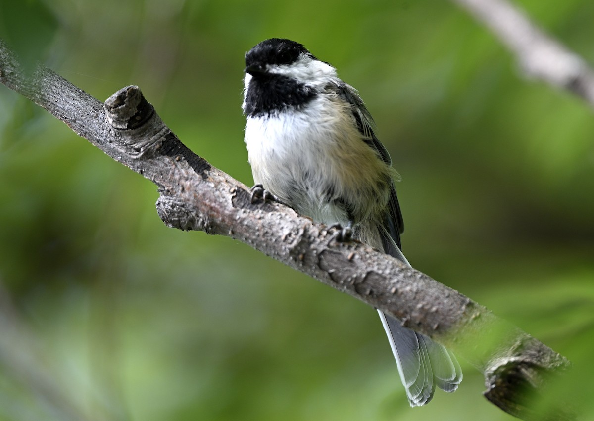 Black-capped Chickadee - ML640419530