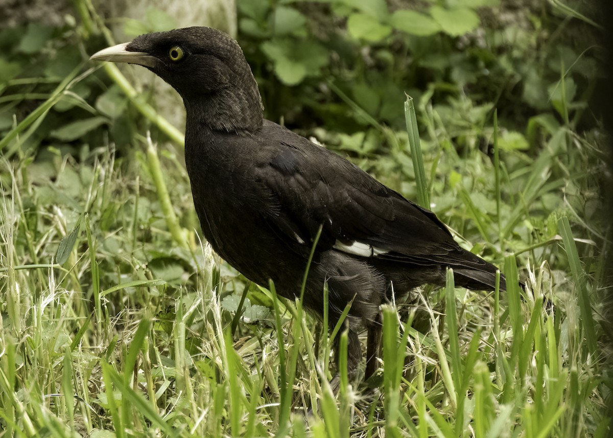 Тольт хар тодол - ML640419535