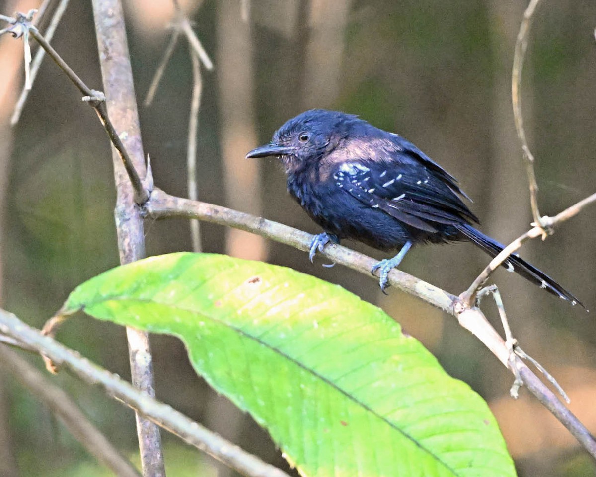 Manu Antbird - ML640419543