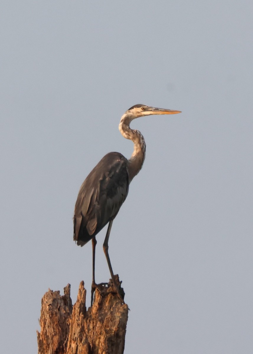 Great Blue Heron - ML640419595