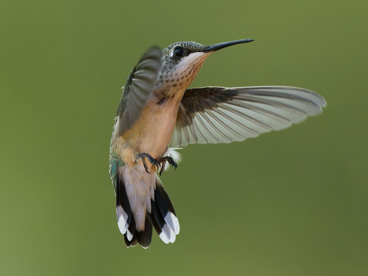 Ruby-throated Hummingbird - ML640419618