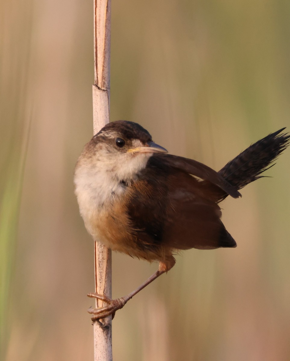 Marsh Wren - ML640419619