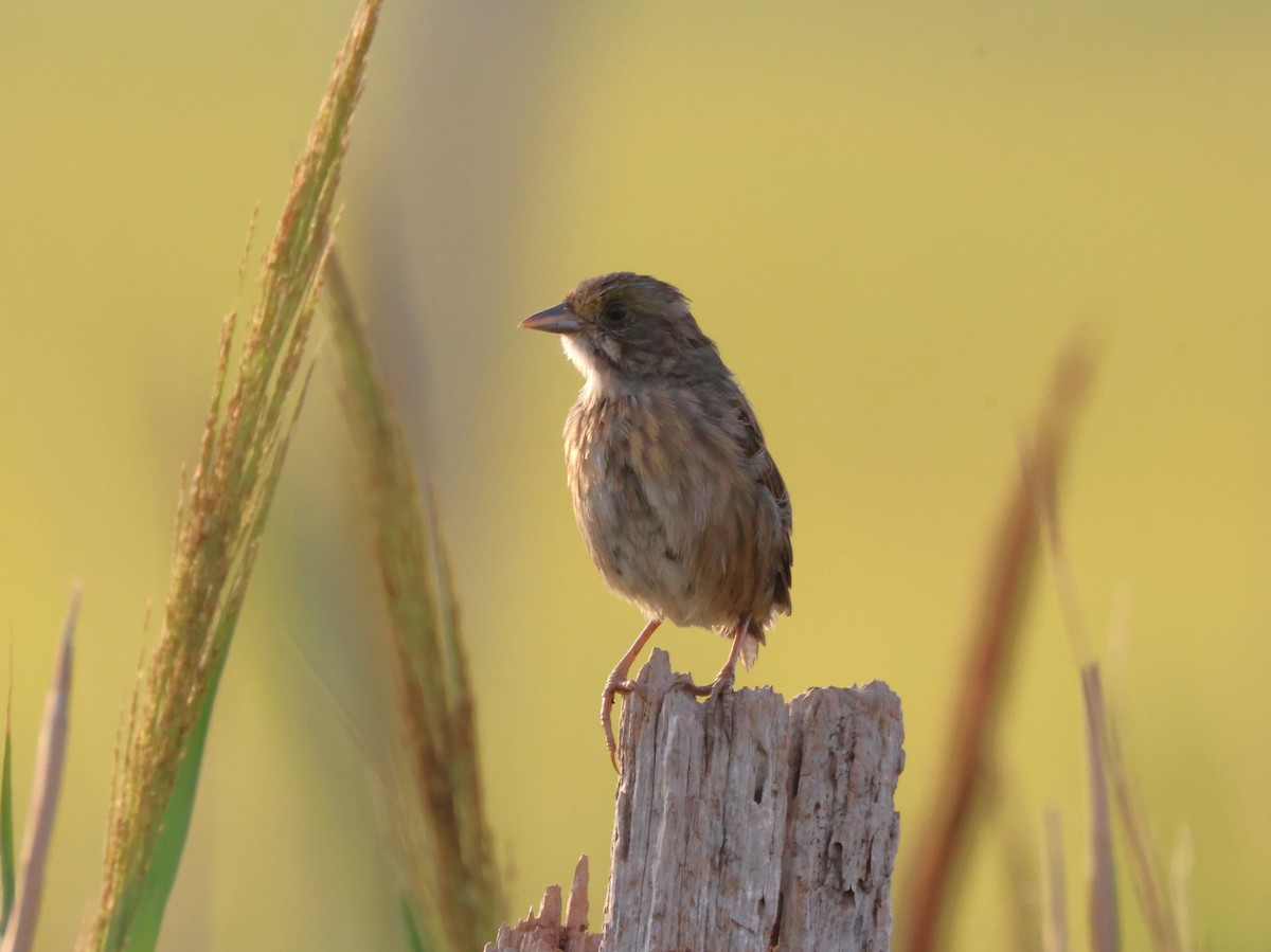Seaside Sparrow - ML640419644