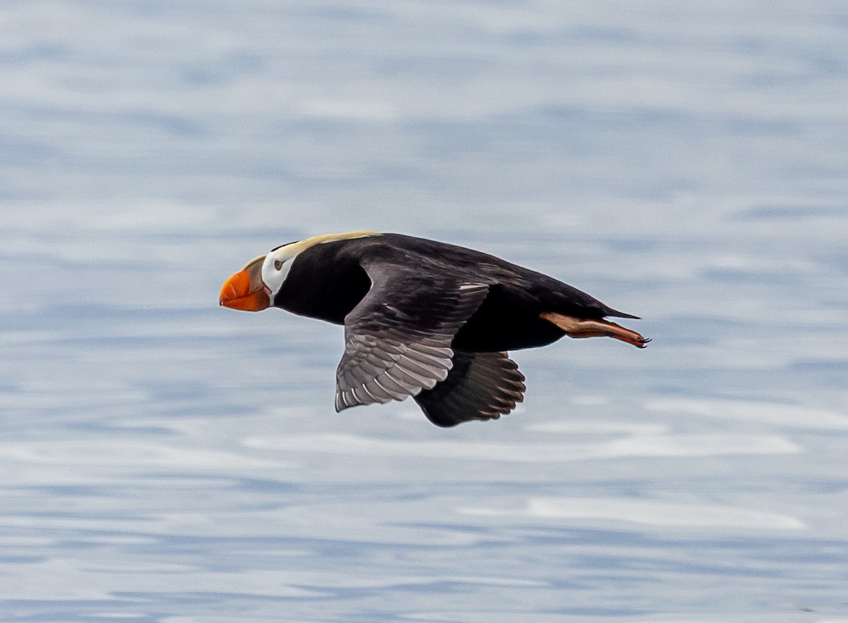 Tufted Puffin - ML640419664