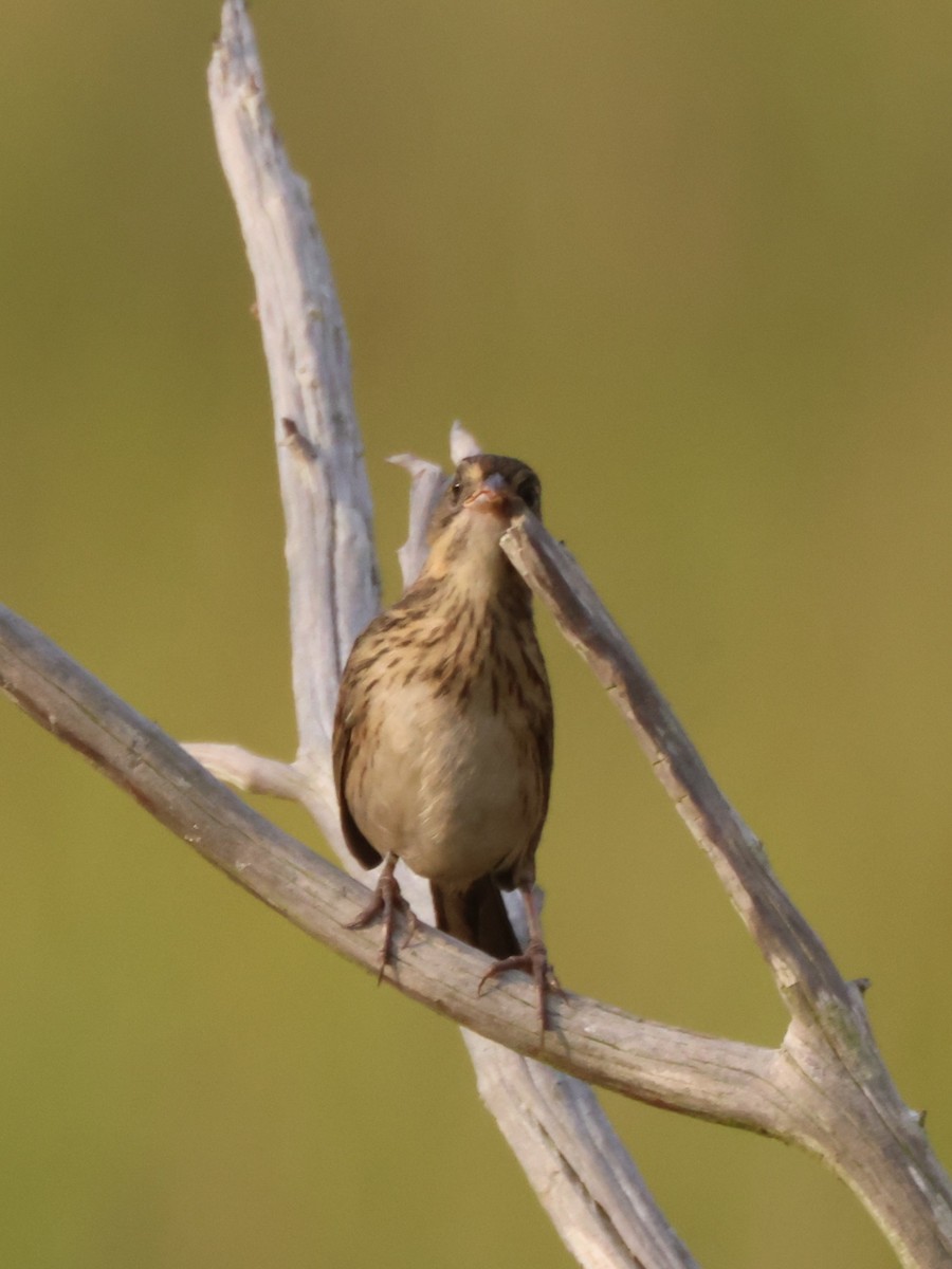Seaside Sparrow - ML640419674