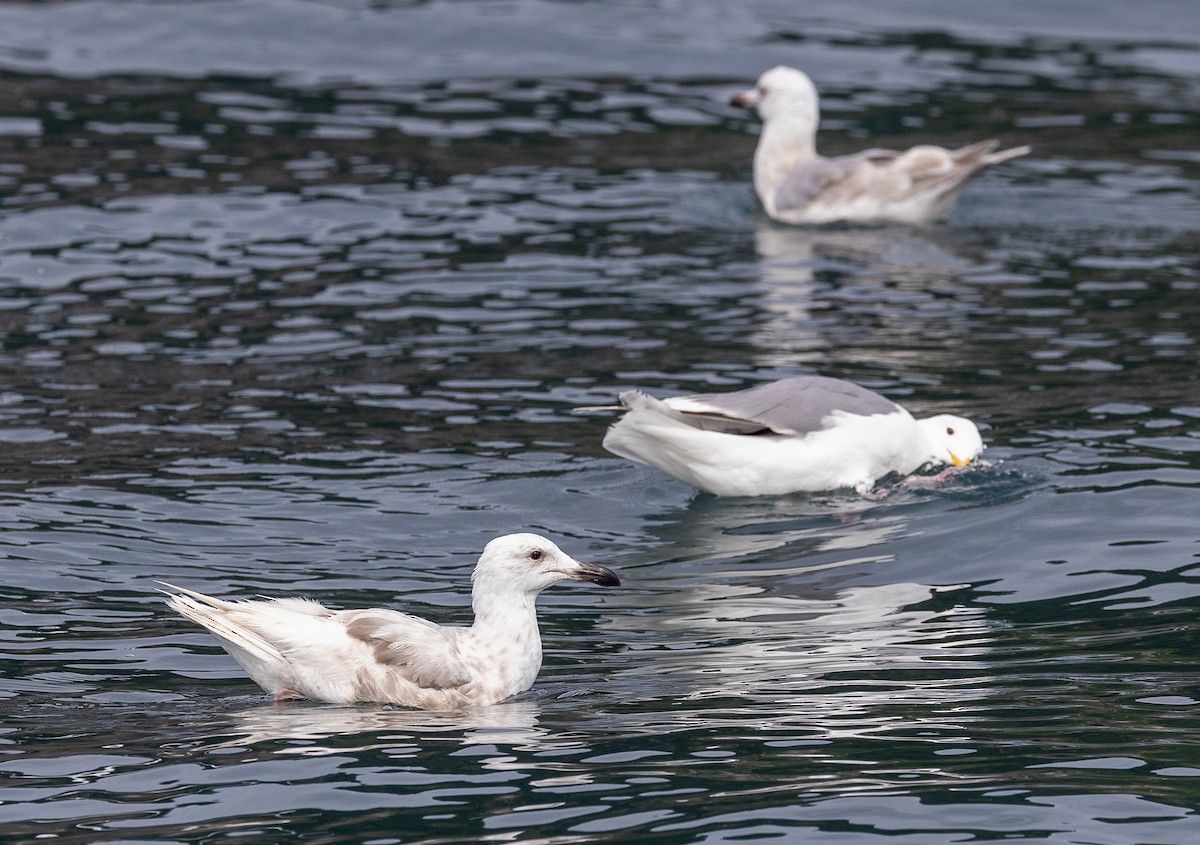 Glaucous-winged Gull - ML640419687