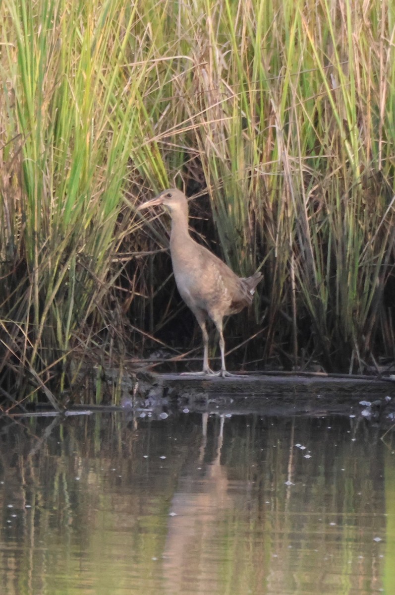 Clapper Rail - ML640419749