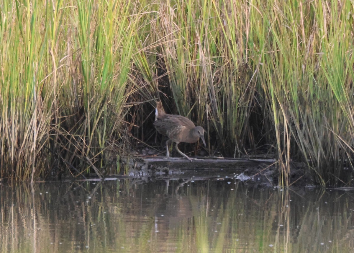 Clapper Rail - ML640419787
