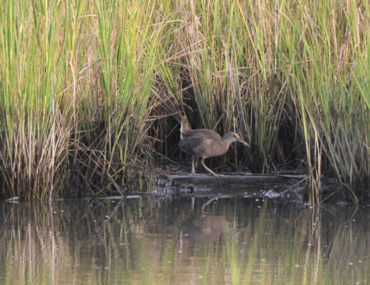 Clapper Rail - ML640419839