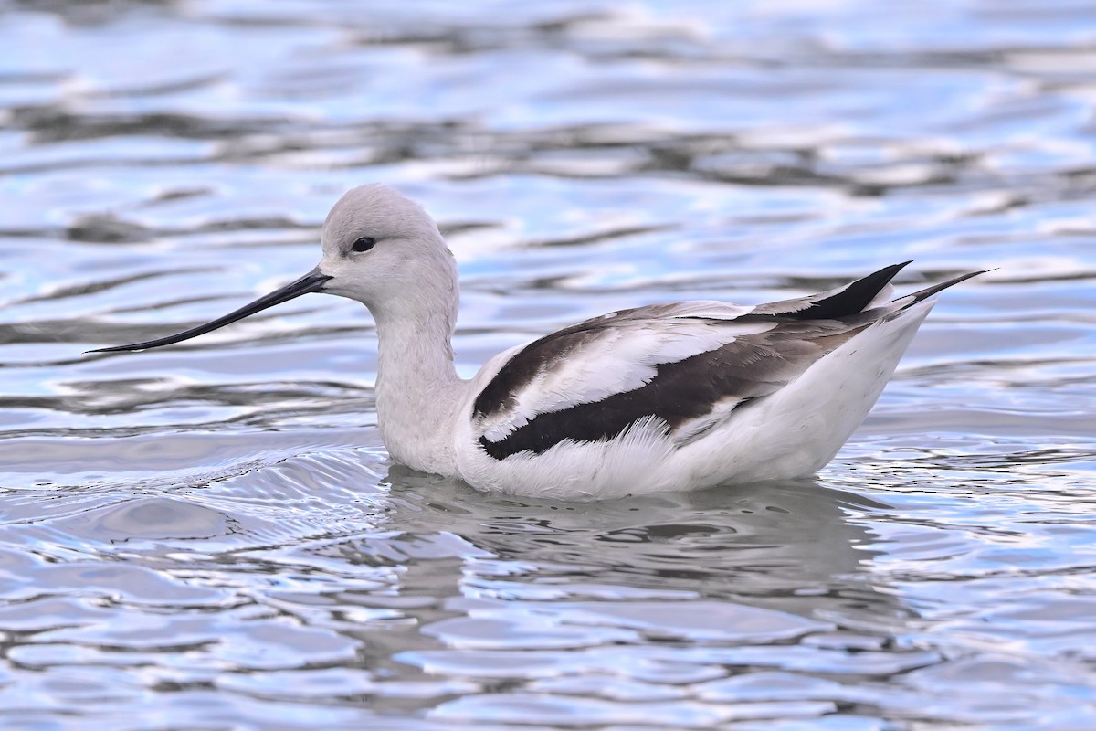 American Avocet - ML640419938