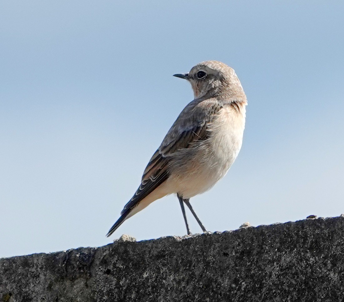 Northern Wheatear - ML640419973