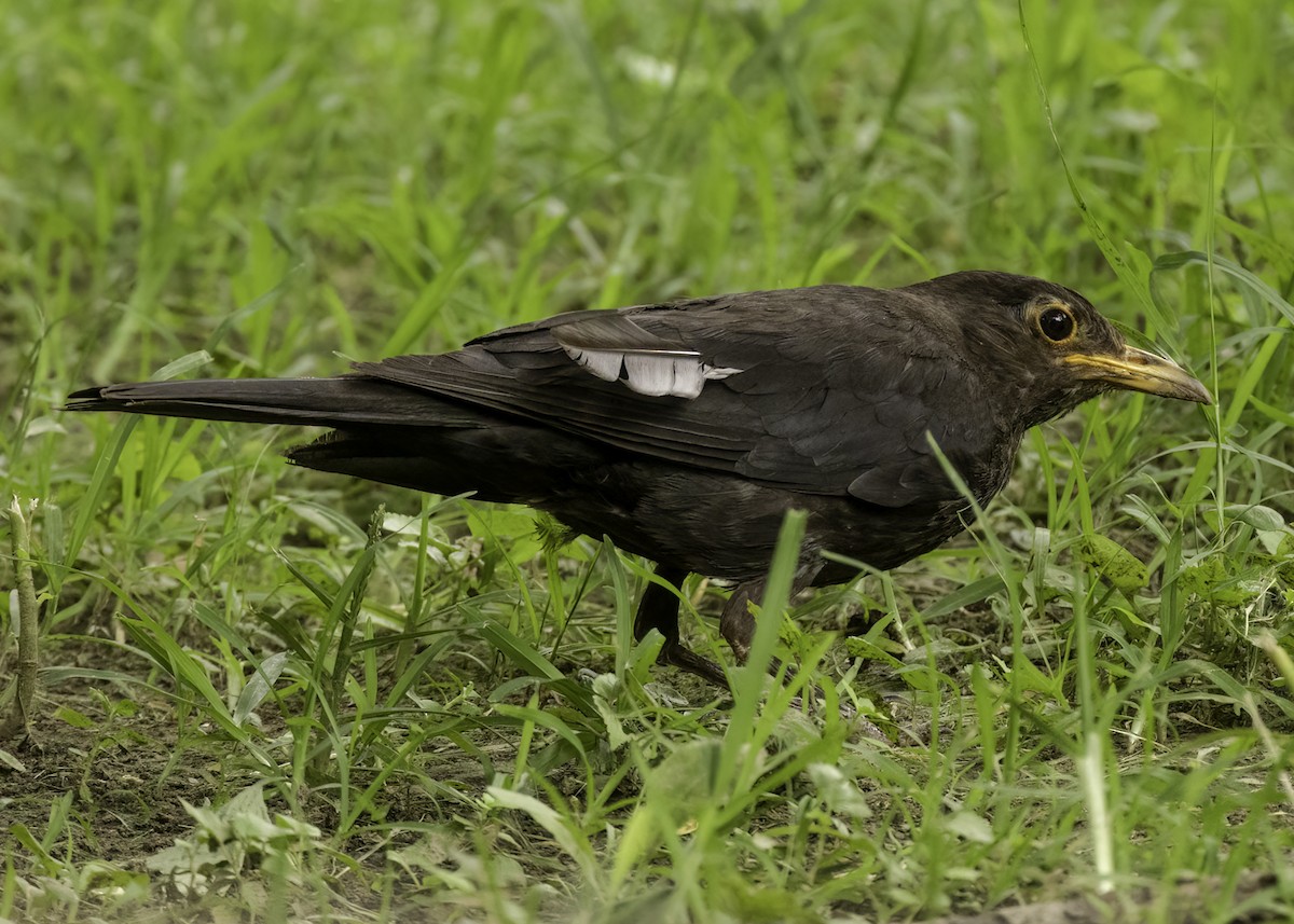 Chinese Blackbird - ML640420042