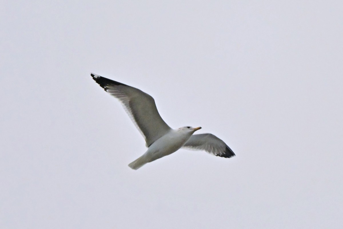 California Gull - ML640420060