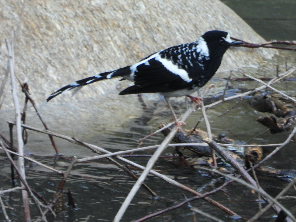 Spotted Forktail - ML640420084