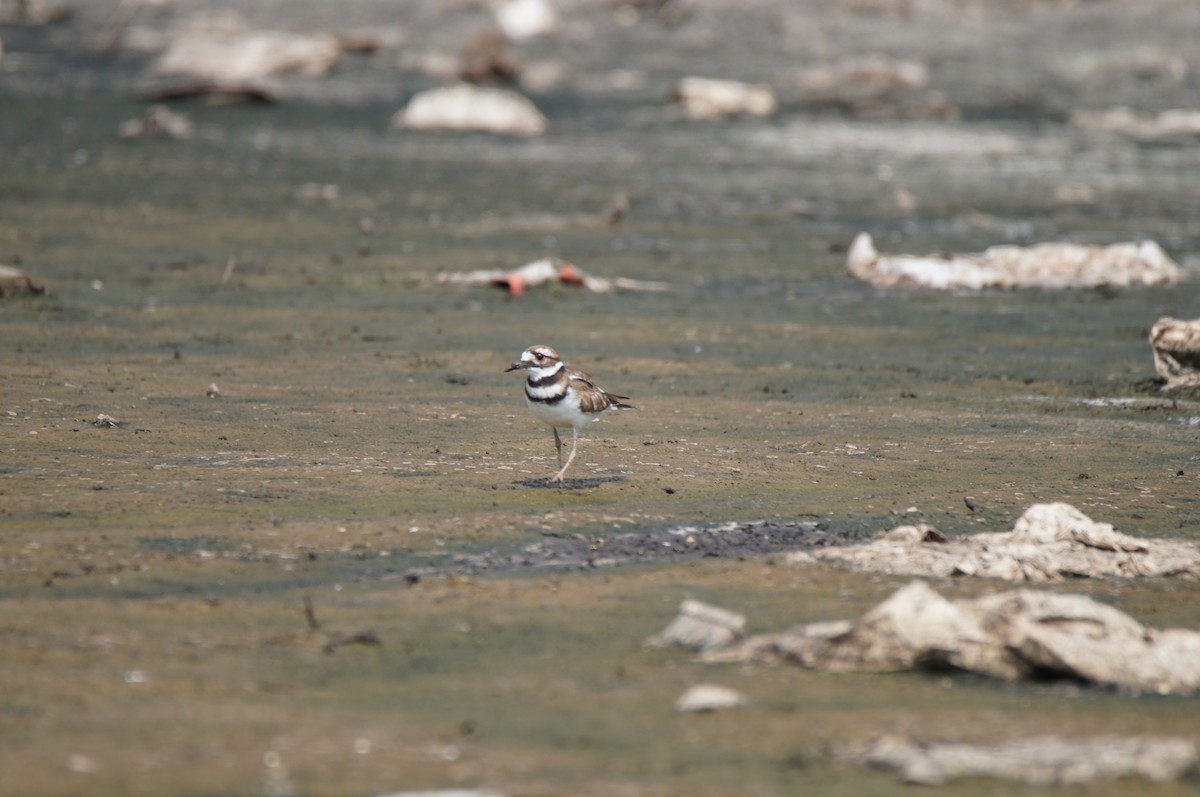Killdeer - ML640420094