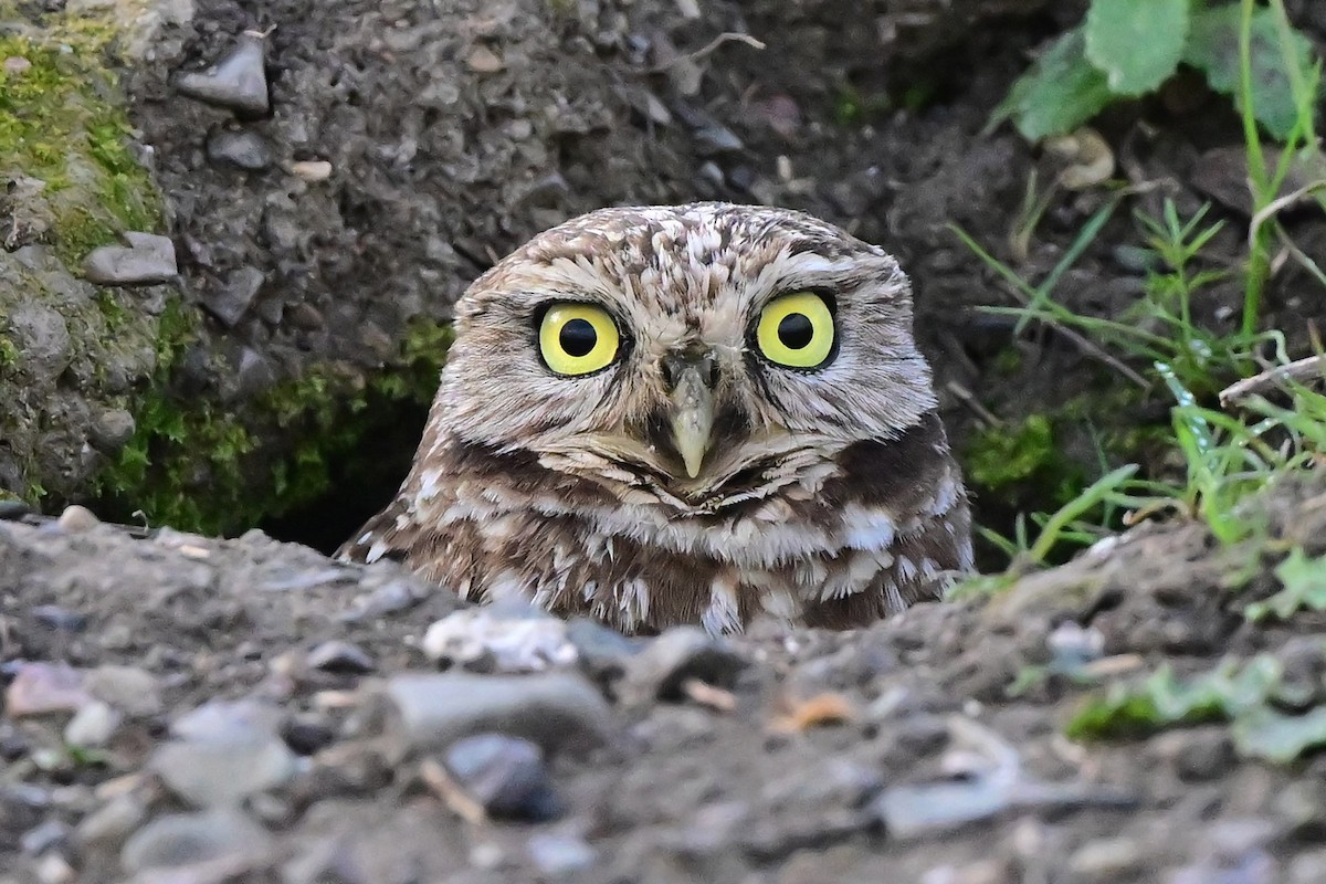 Burrowing Owl - ML640420123