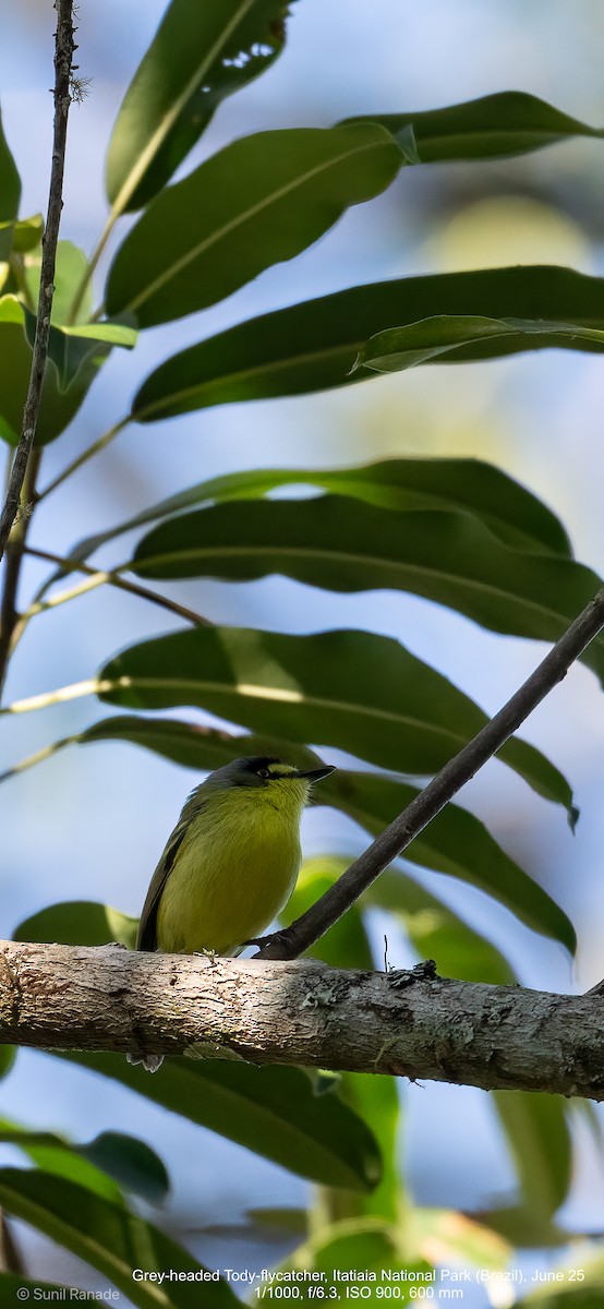 Gray-headed Tody-Flycatcher - ML640420127