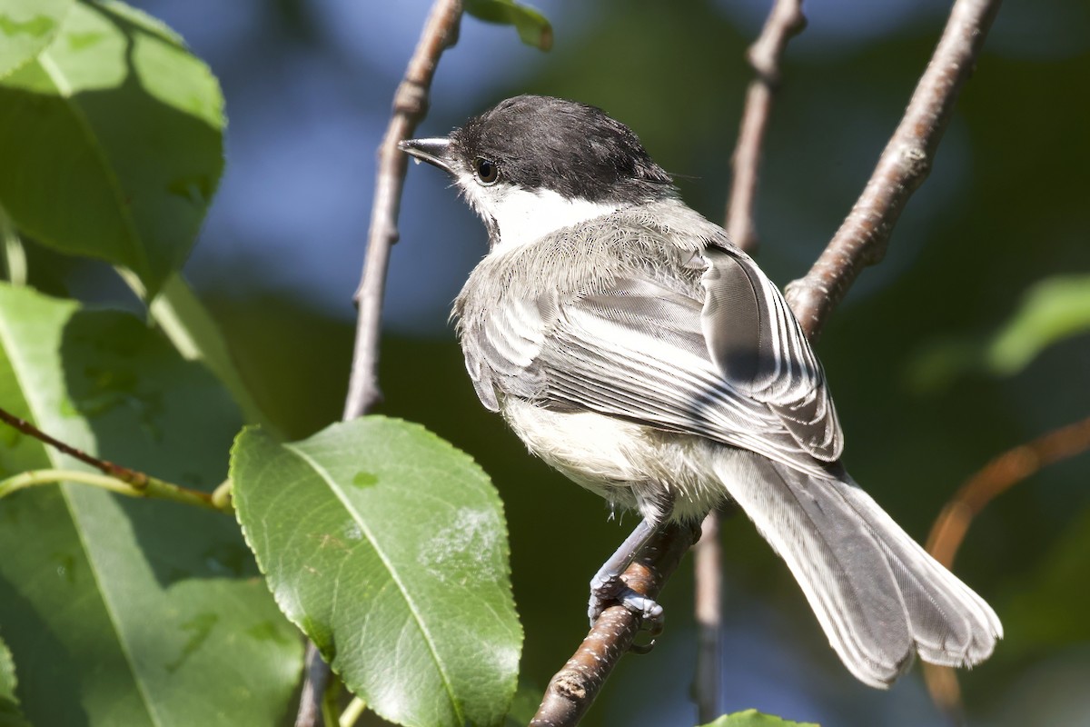 Black-capped Chickadee - ML640420189