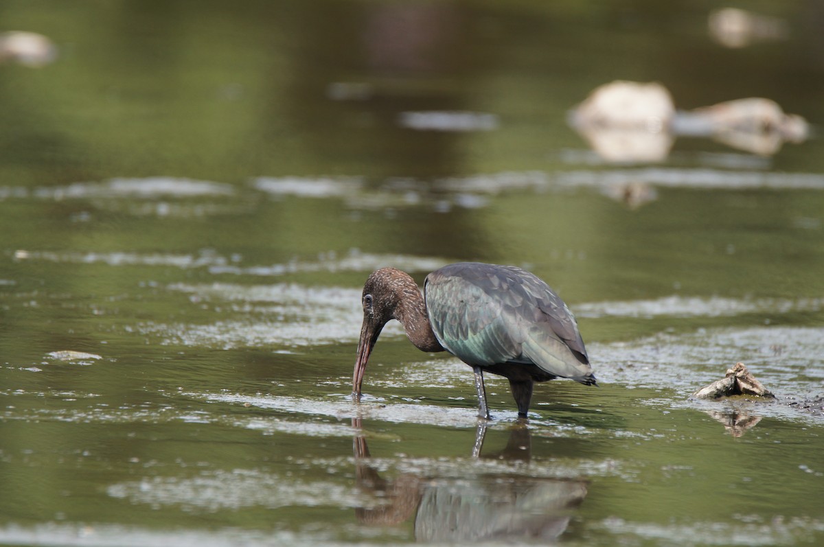 Glossy Ibis - ML640420252